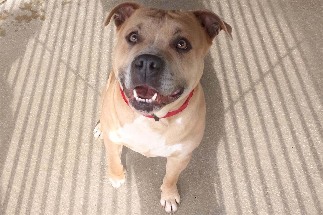 Photo de Tyson