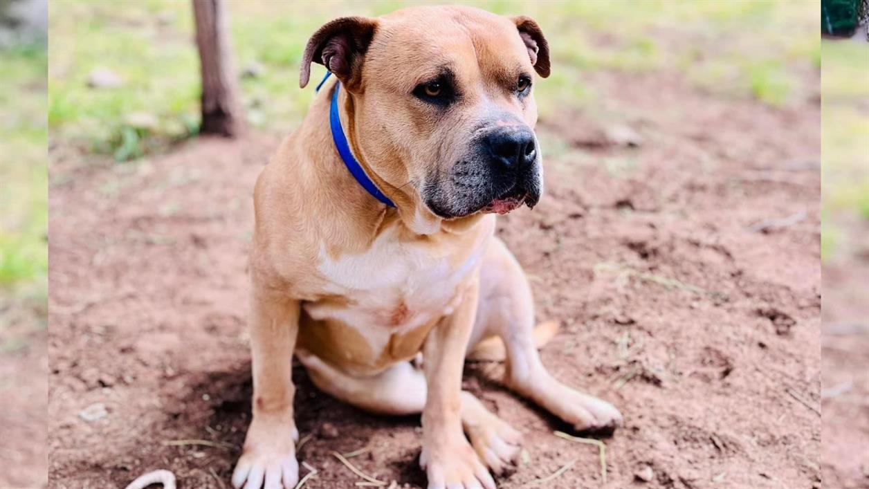 Photo de Tyson
