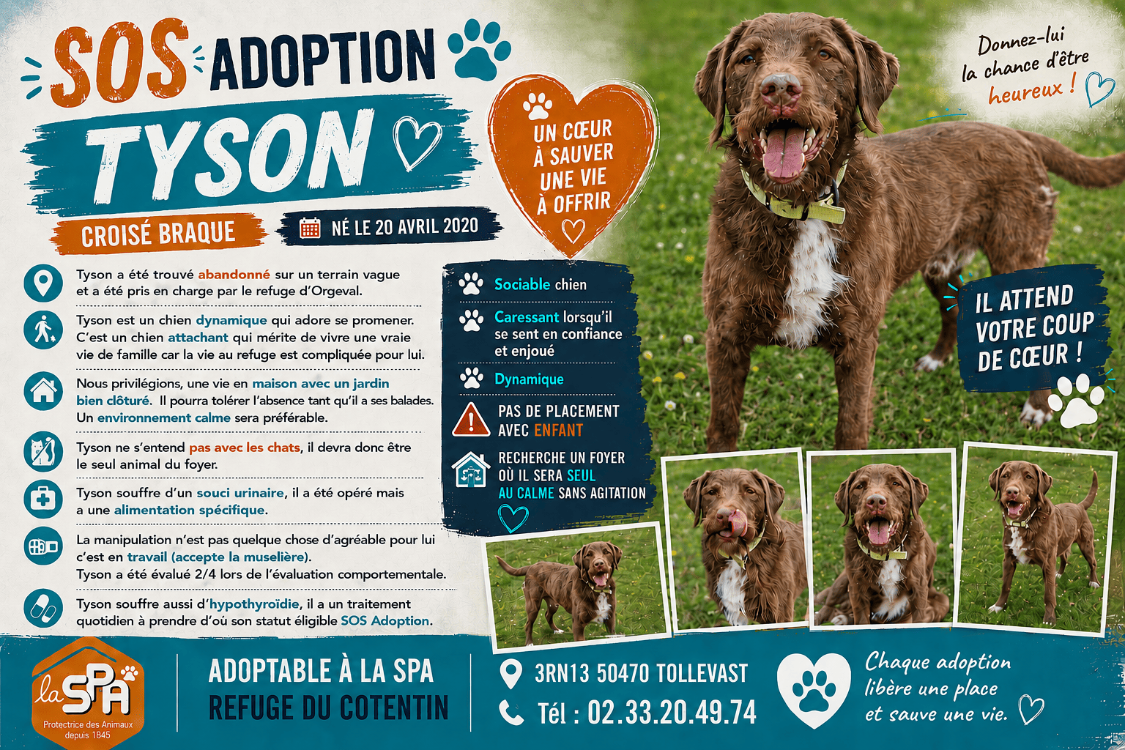 Animal à l'adoption