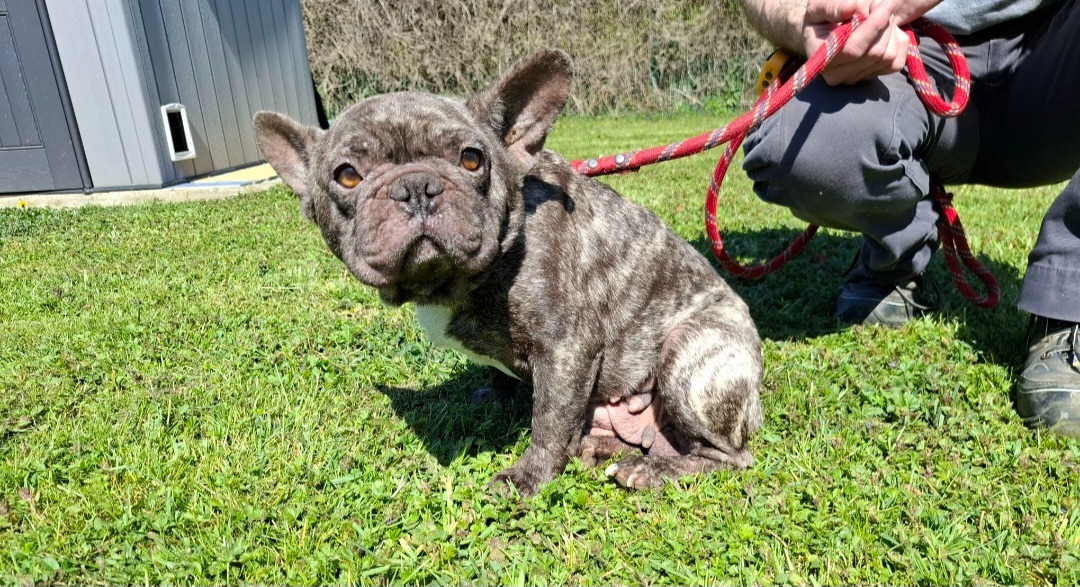 Animal à l'adoption