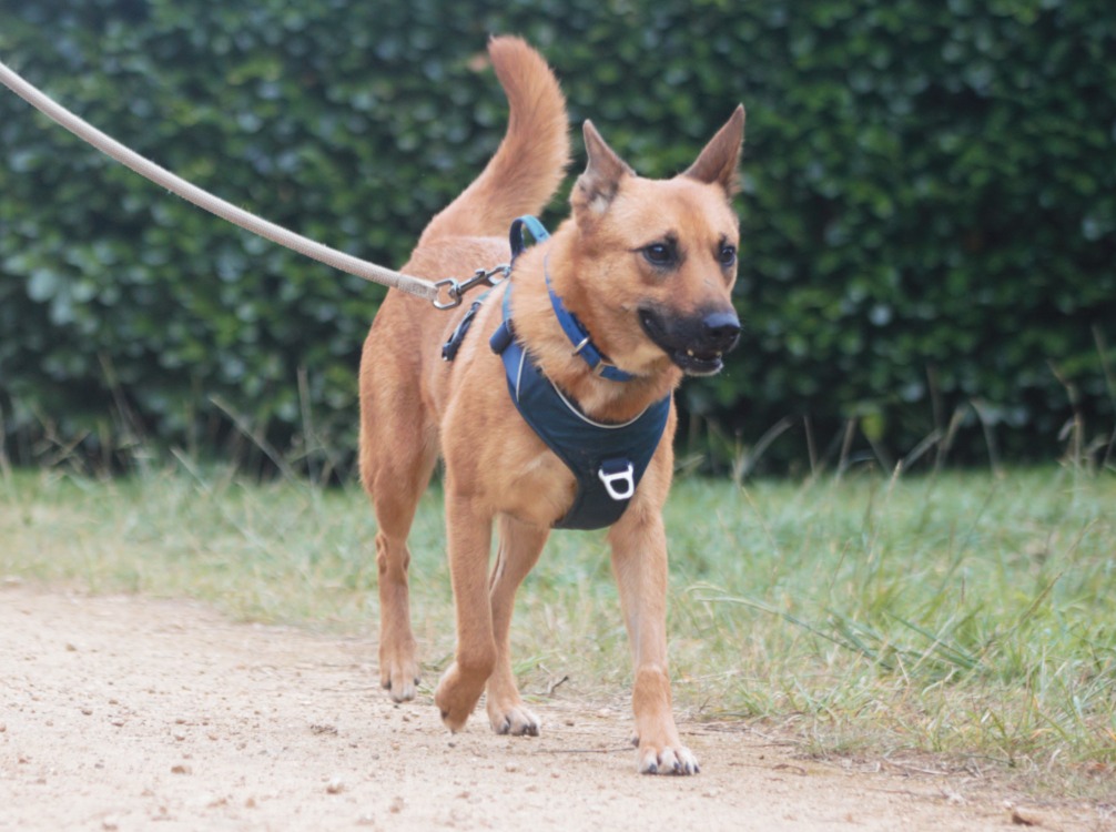 Animal à l'adoption
