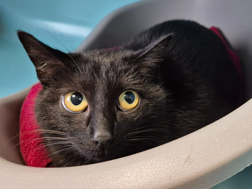 Animal à l'adoption
