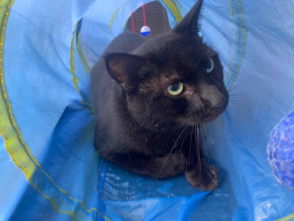 Animal à l'adoption
