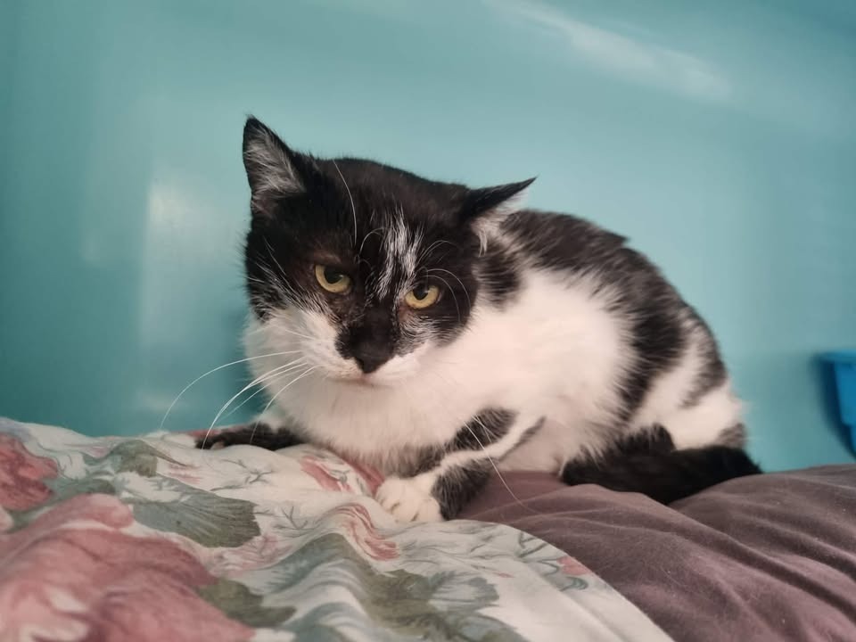 Animal à l'adoption