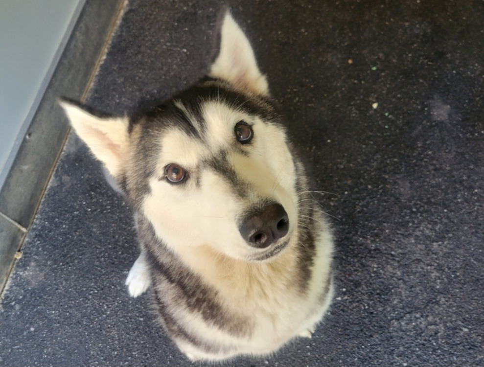 Animal à l'adoption