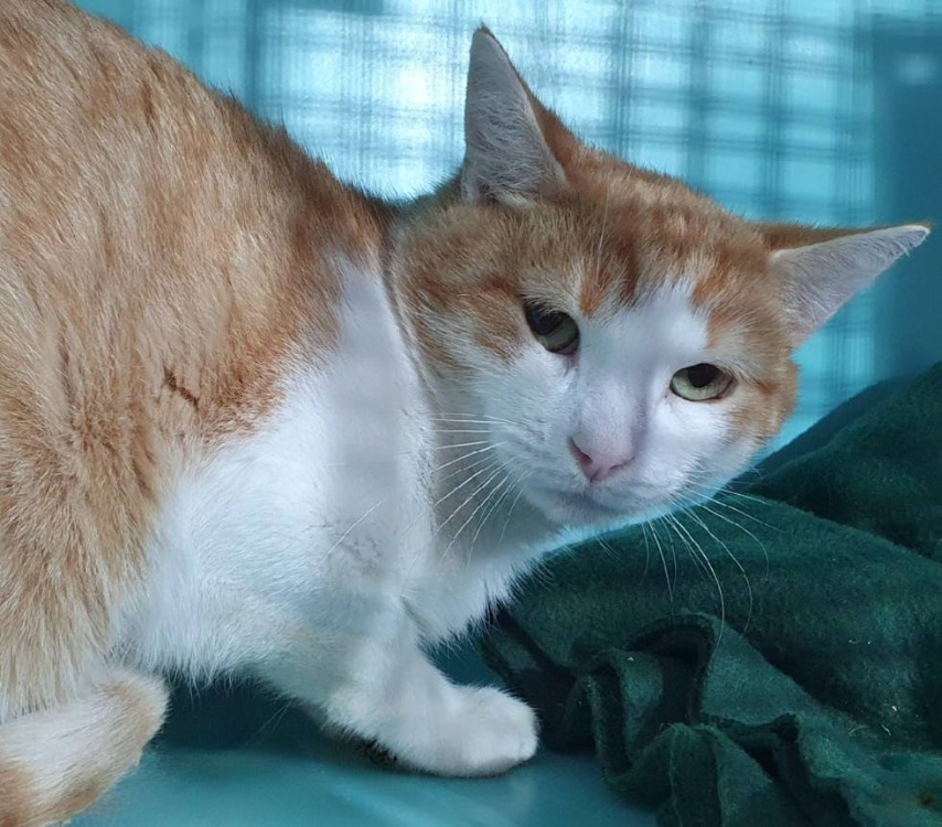 Animal à l'adoption