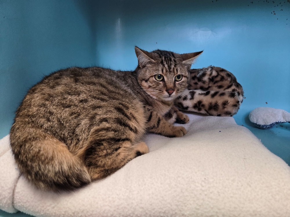 Animal à l'adoption