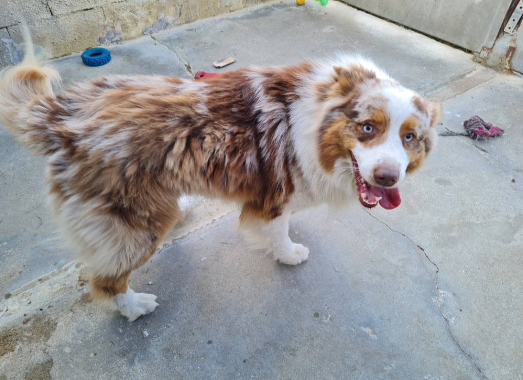 Animal à l'adoption
