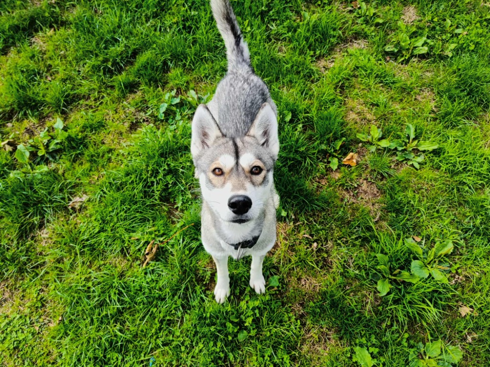 Animal à l'adoption