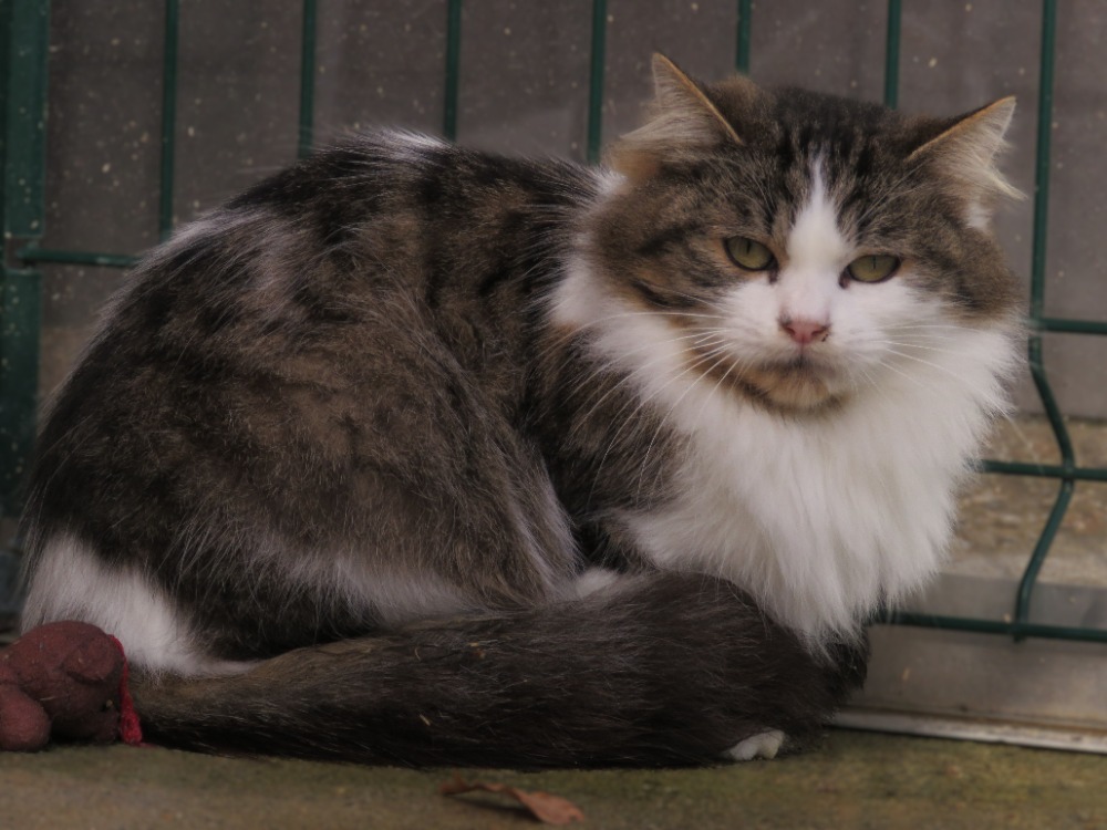 Animal à l'adoption