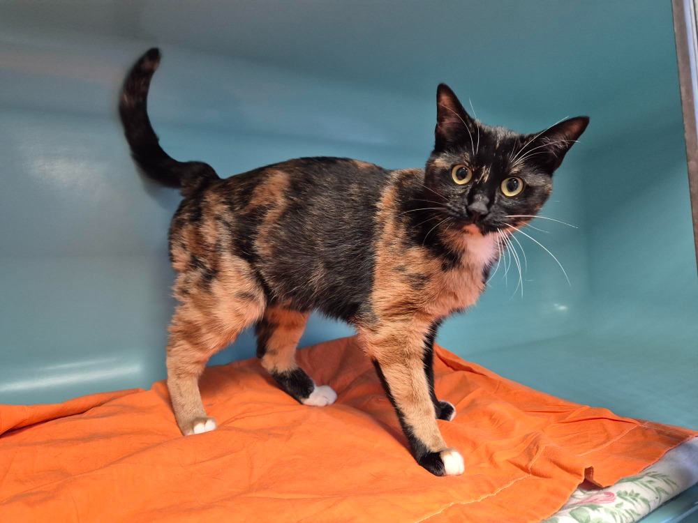 Animal à l'adoption