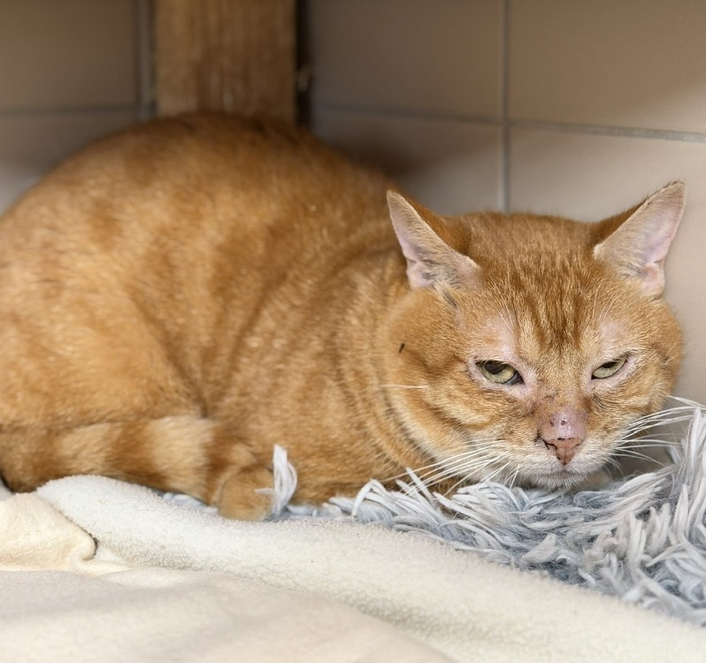 Animal à l'adoption