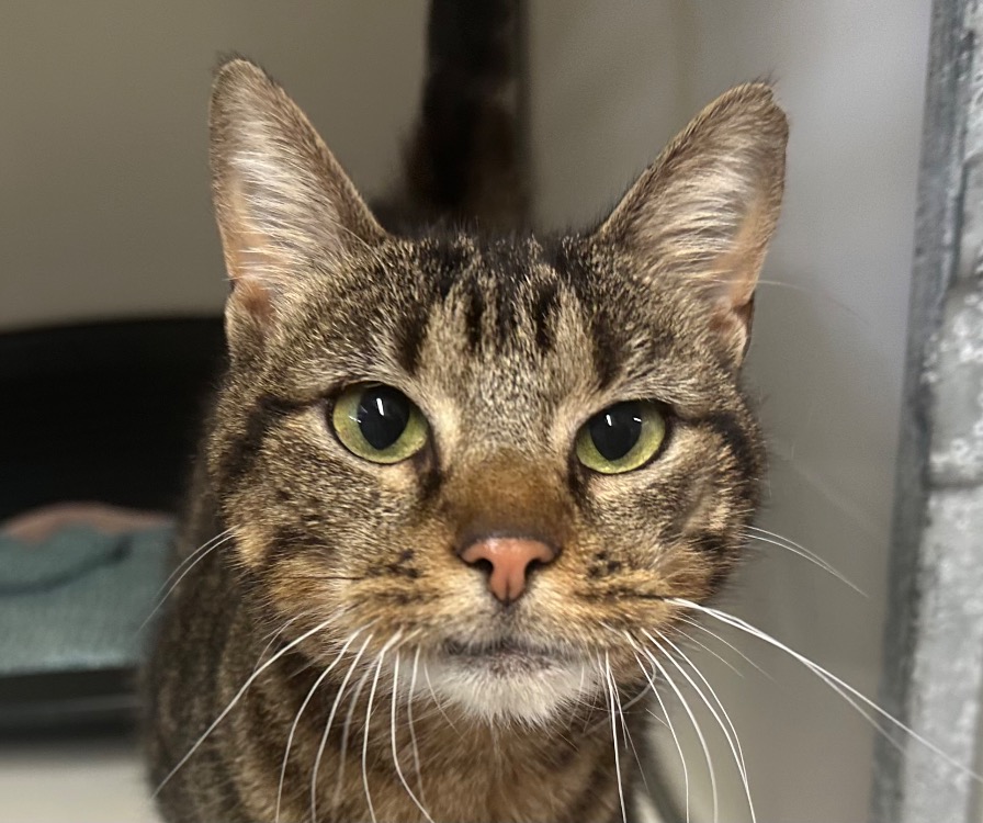 Animal à l'adoption