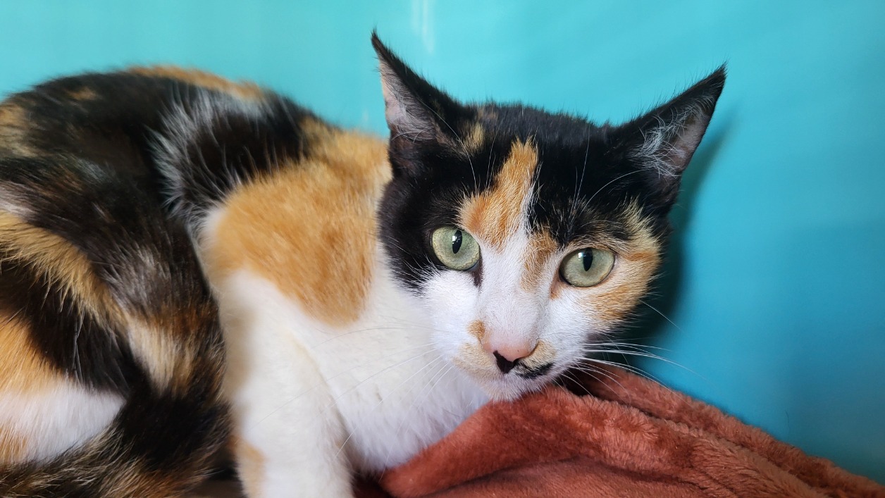 Animal à l'adoption