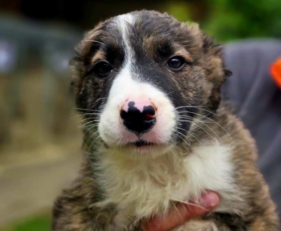 Animal à l'adoption