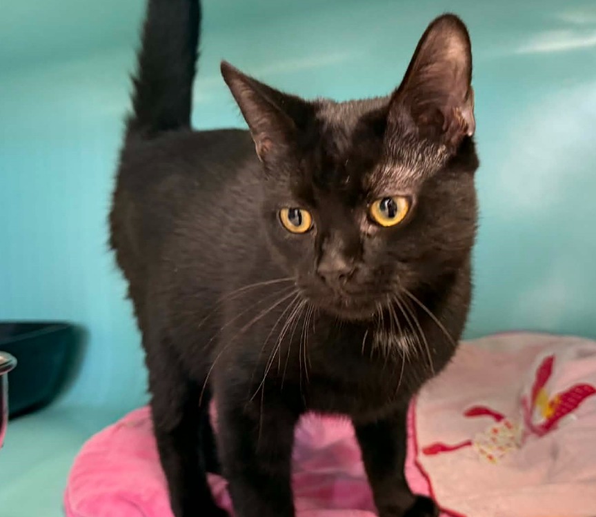 Animal à l'adoption