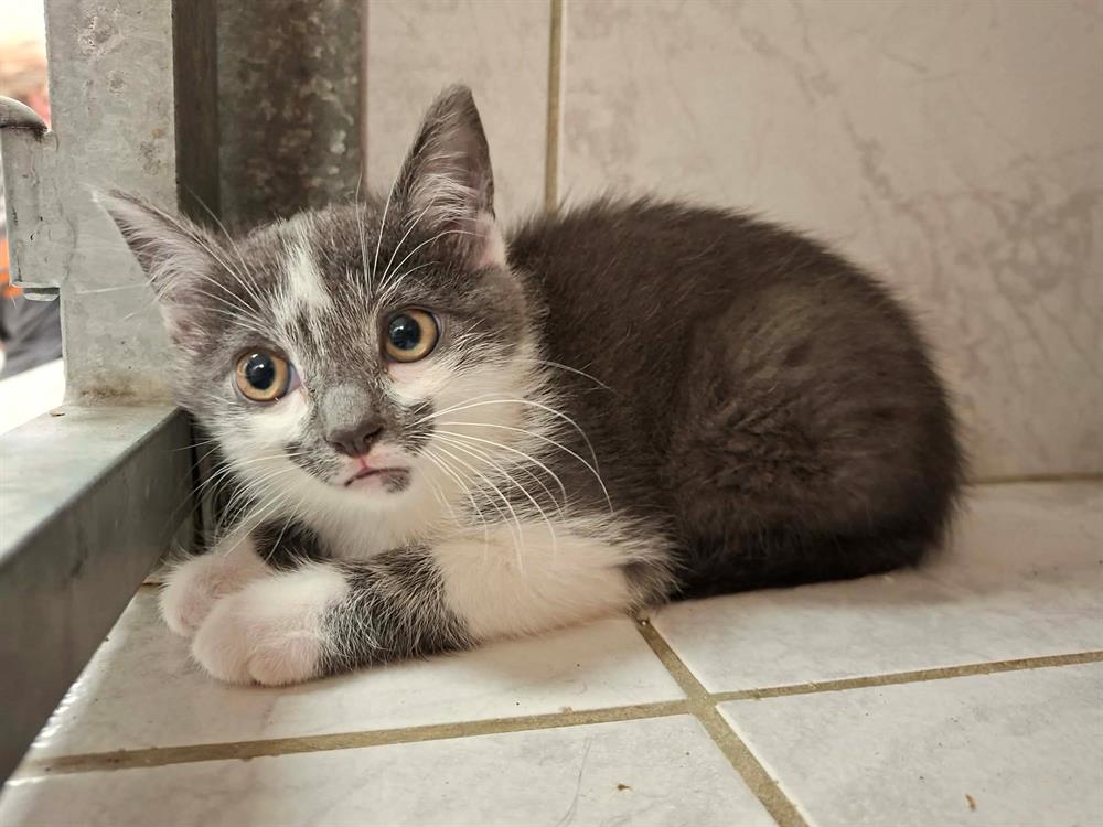 Animal à l'adoption