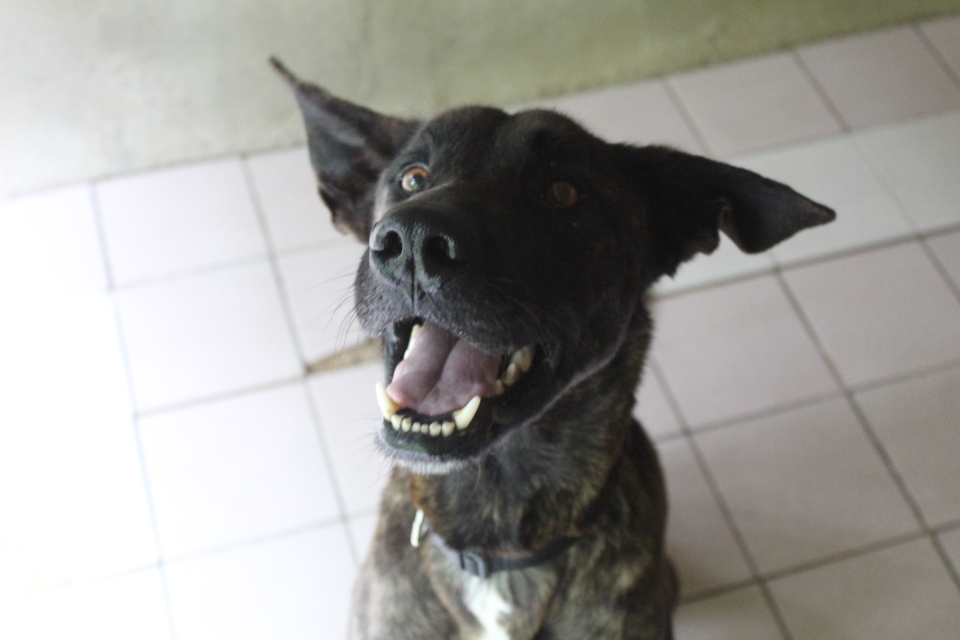 Animal à l'adoption