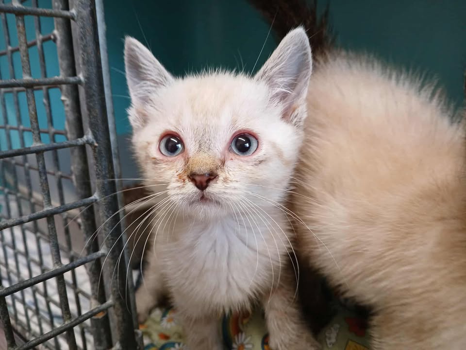 Animal à l'adoption