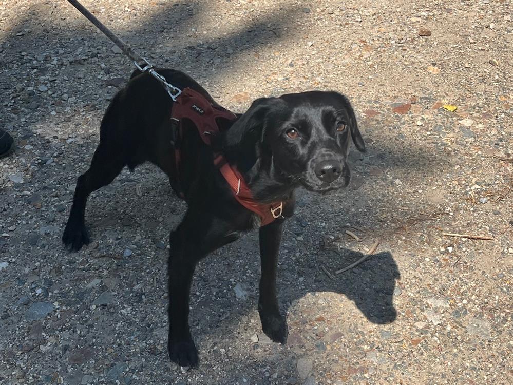Animal à l'adoption