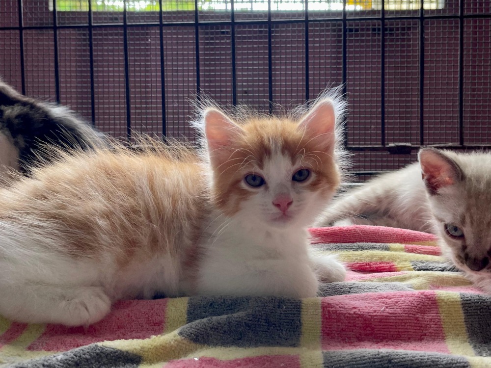 Animal à l'adoption