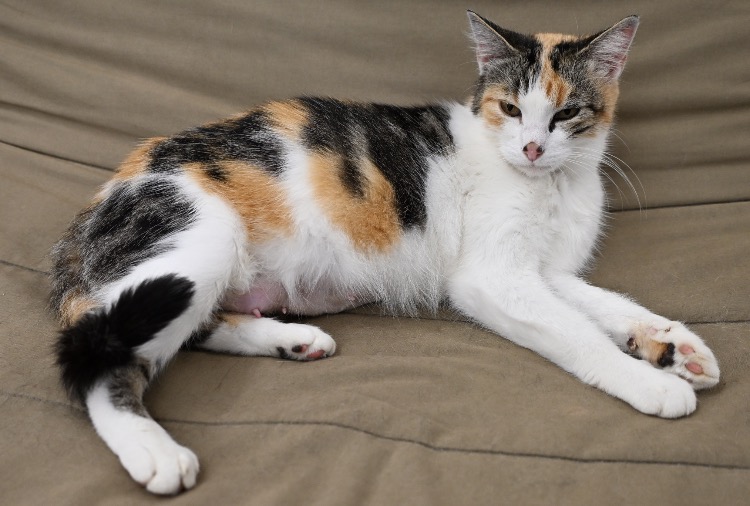 Animal à l'adoption