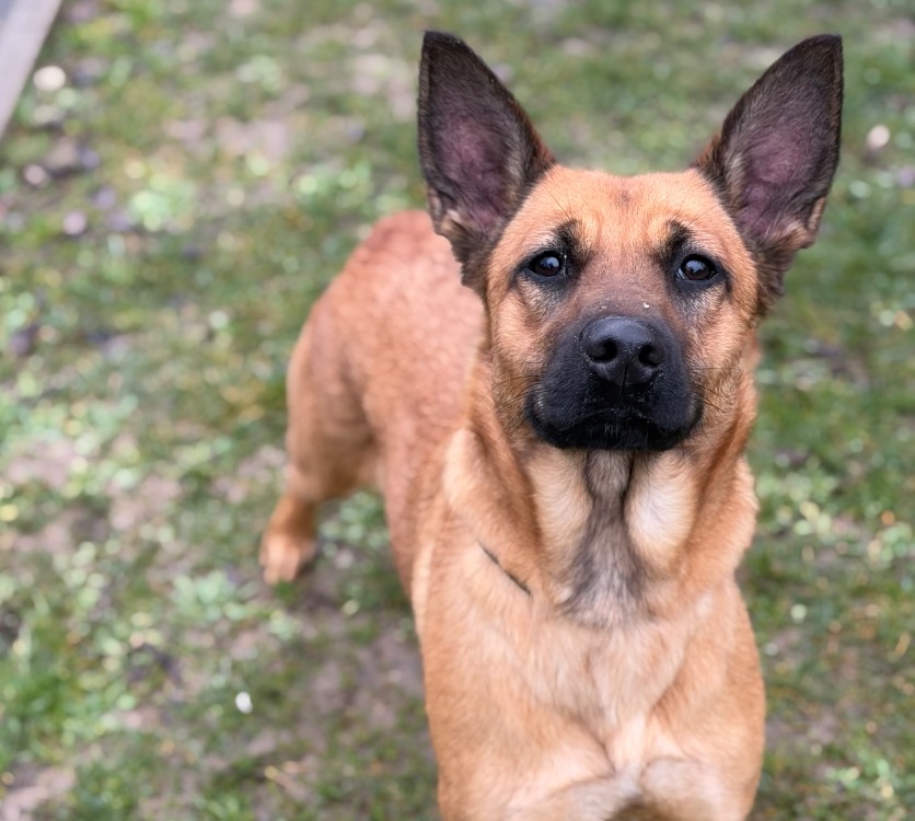 Animal à l'adoption