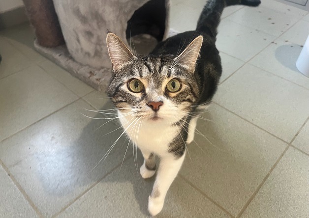 Animal à l'adoption