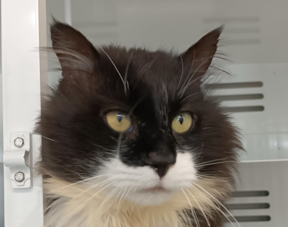 Victor