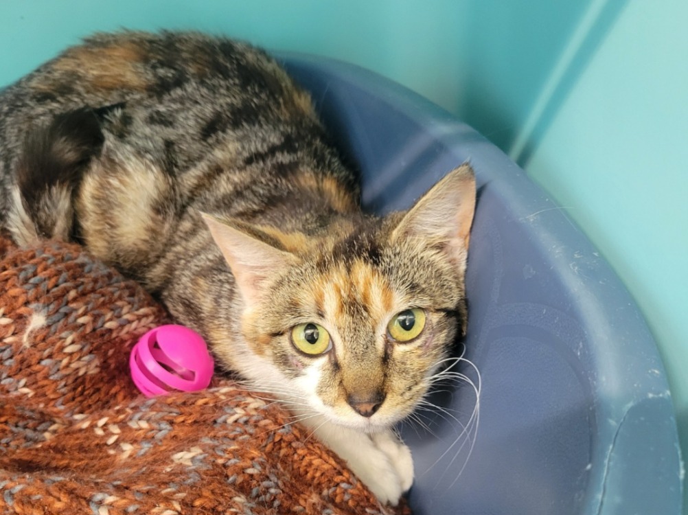 Animal à l'adoption
