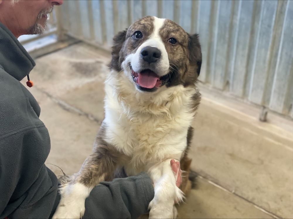 Animal à l'adoption