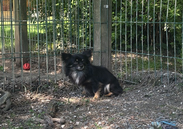 Animal à l'adoption
