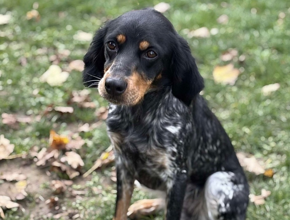 Animal à l'adoption