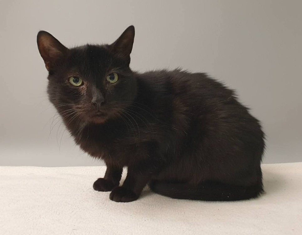 Animal à l'adoption