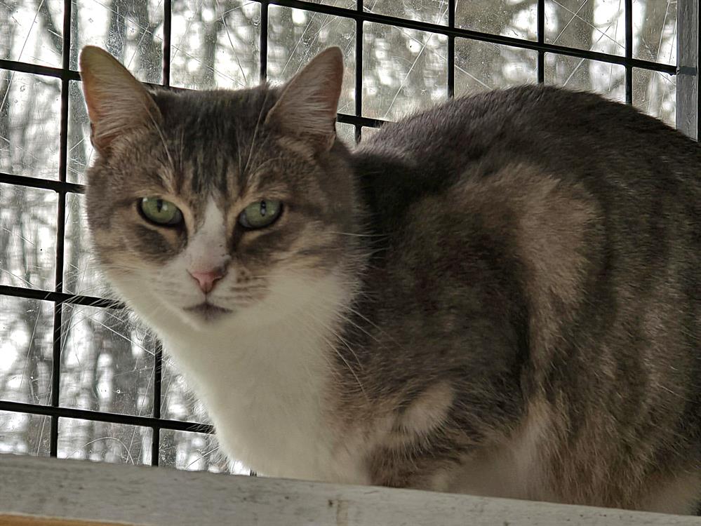 Animal à l'adoption