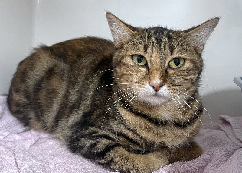 Animal à l'adoption