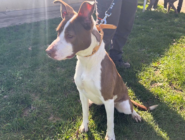Animal à l'adoption