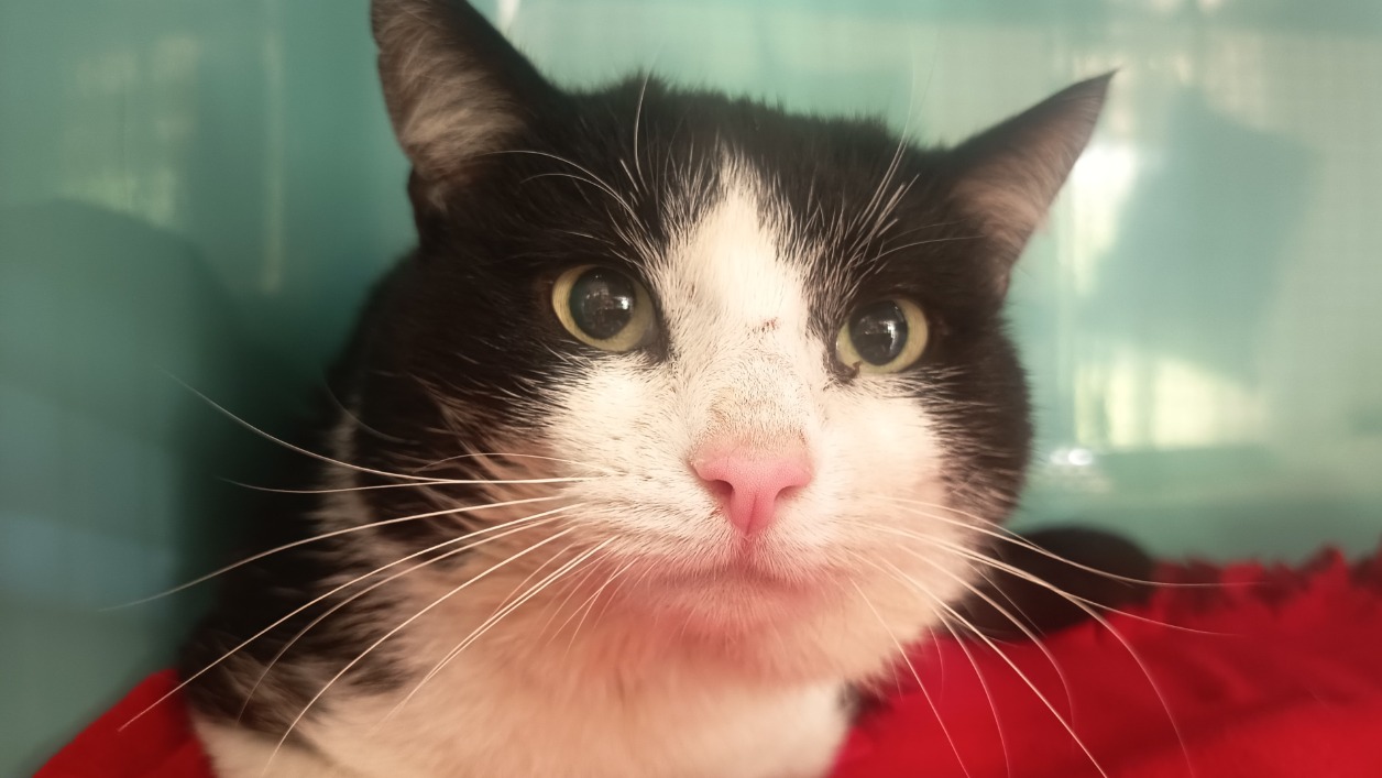 Animal à l'adoption