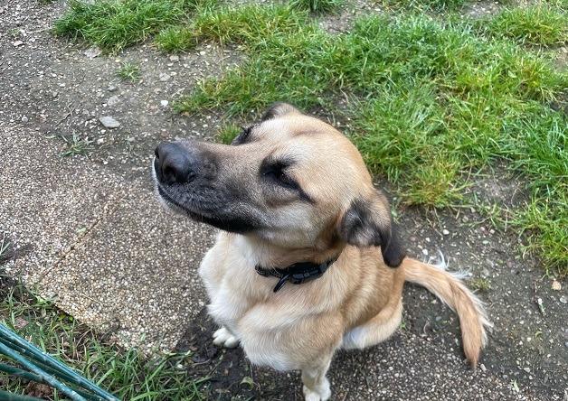 Animal à l'adoption