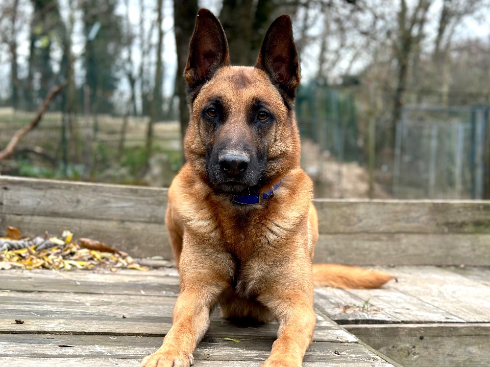Animal à l'adoption
