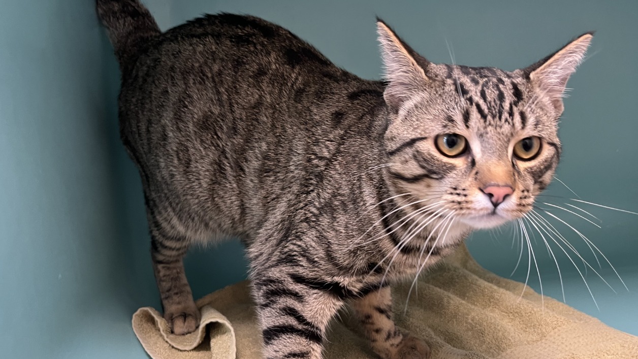 Animal à l'adoption