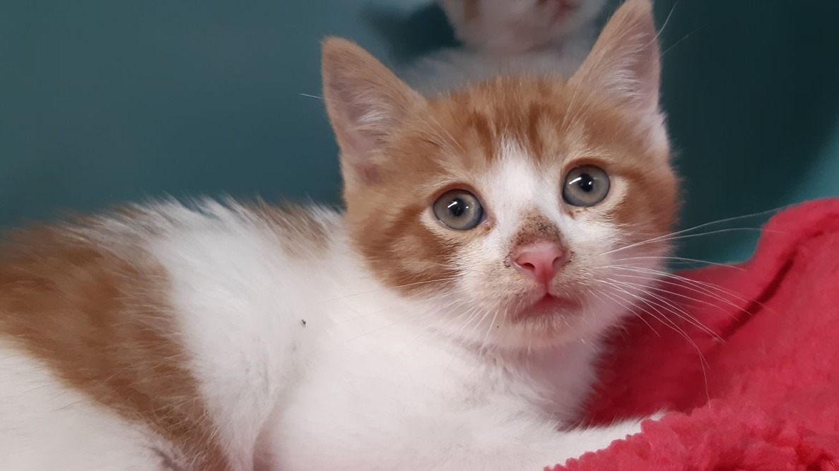Animal à l'adoption