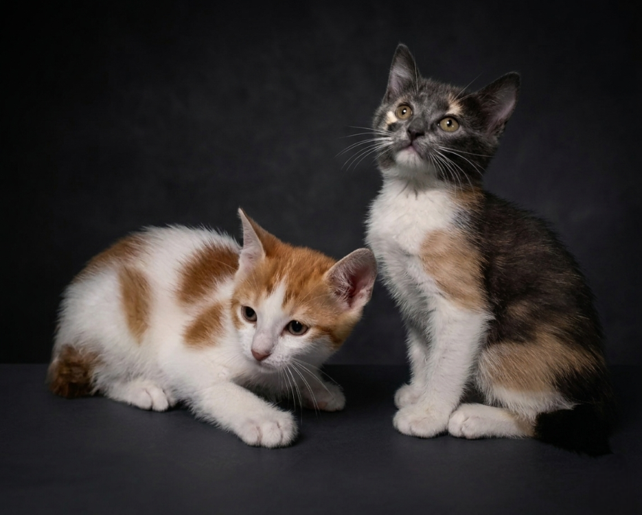 Animal à l'adoption