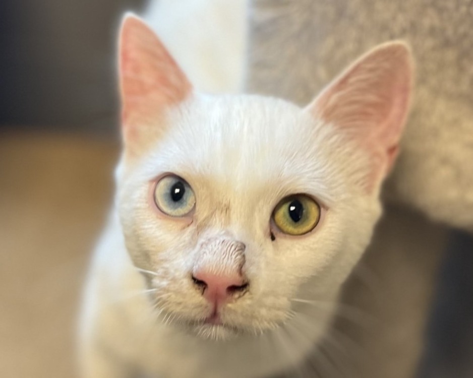 Animal à l'adoption