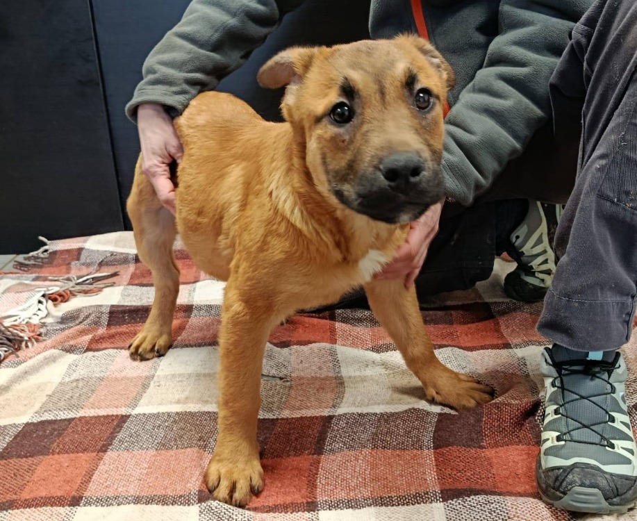 Animal à l'adoption