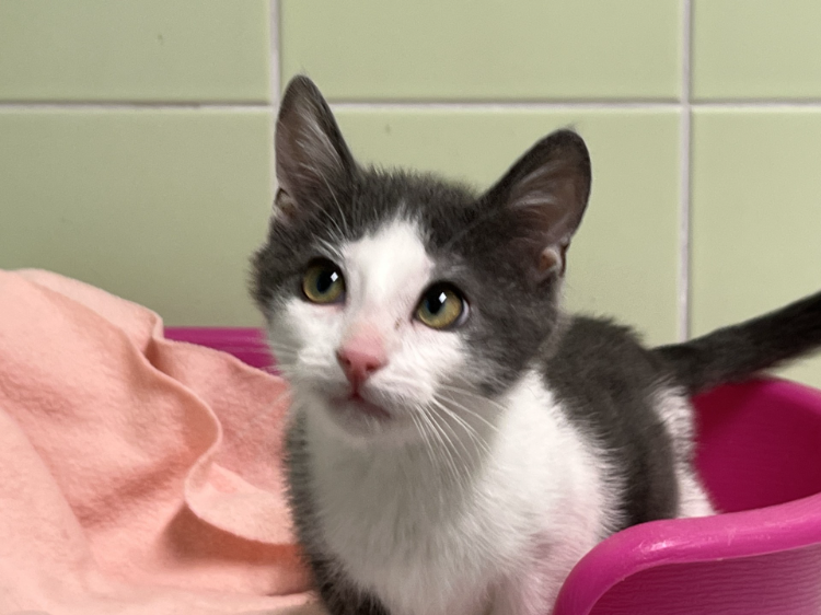 Animal à l'adoption
