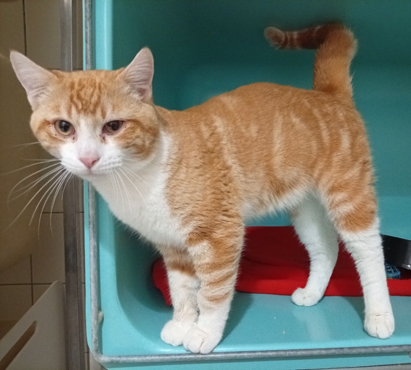 Willy en cours d'adoption