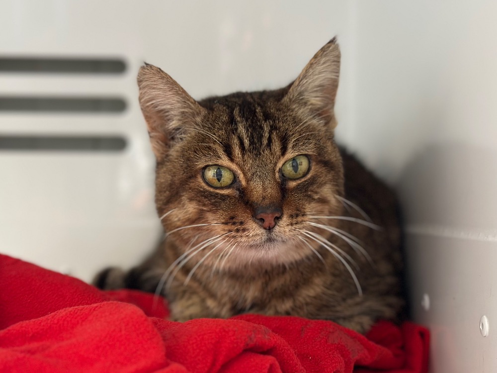 Animal à l'adoption