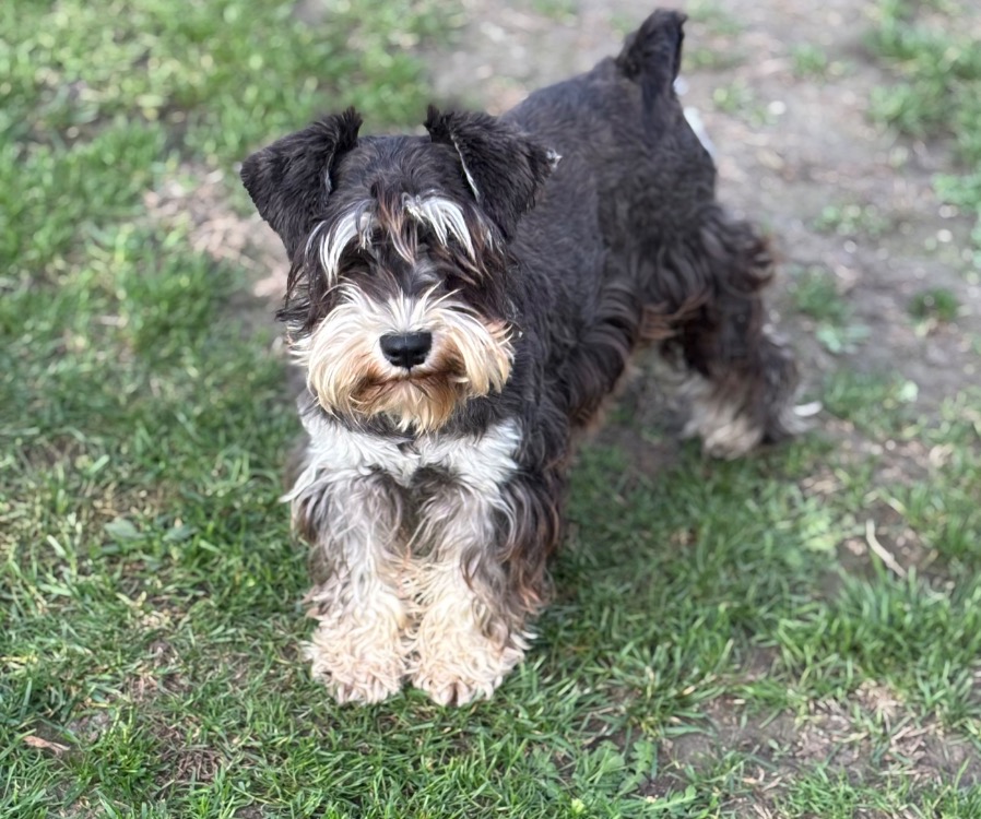 Animal à l'adoption