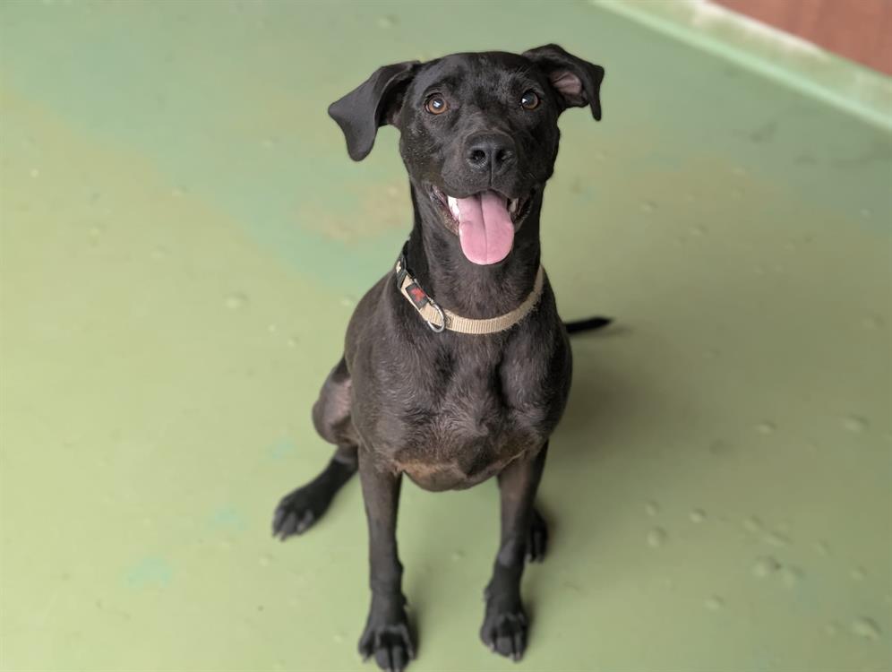 Animal à l'adoption